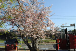 入園式・進級式が始まりました🌸